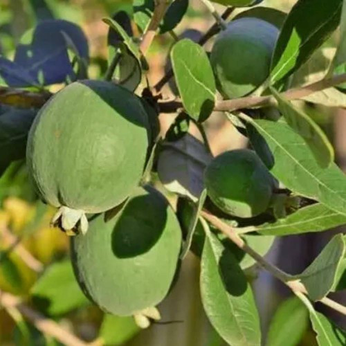 Саджанці Фейхоа (контейнер Р9)