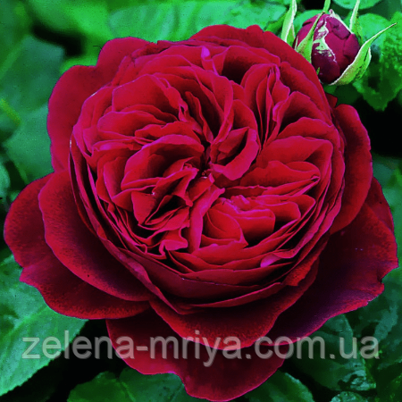 Троянда англійська Дарсі Бассел, фото 1