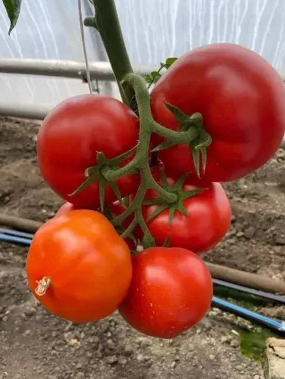 Насіння томату Костаред F1 Rijk Zwaan 1000