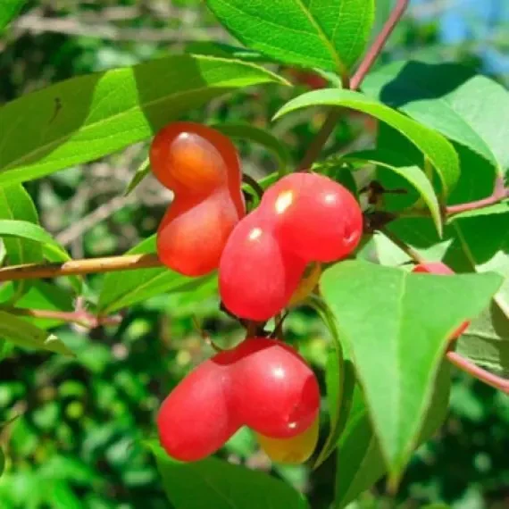 Жимолость їстівна червона