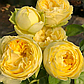 Троянда англійська Лемон Помпон, фото 2