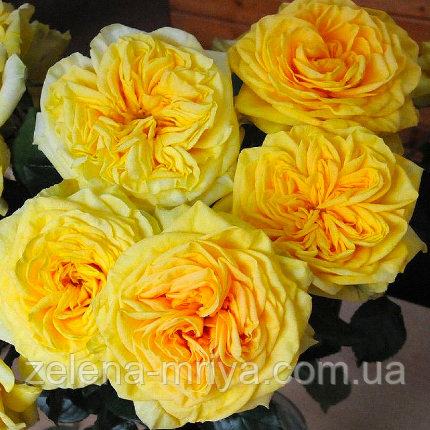 Троянда англійська Лемон Помпон, фото 1