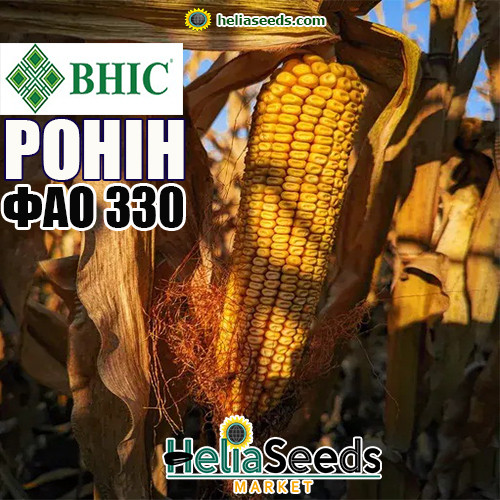 Насіння кукурудзи РОНІН (ВНІС) ФАО 330 / насіння кукурудзи, фото 1