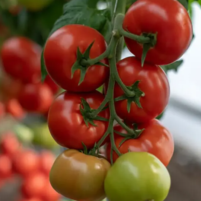 Насіння томату Васмія F1 Rijk Zwaan 100