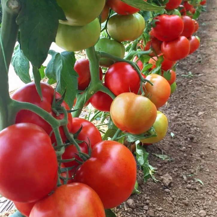 Насіння томата Прайд F1 Spark Seeds 1000