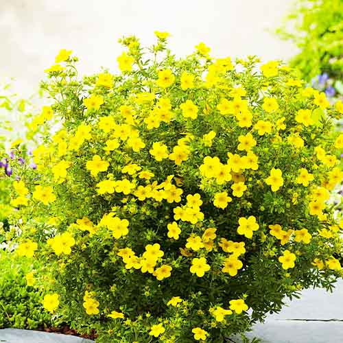 Саджанці перстачу (лапчатки) "Saters Gold"