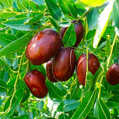 Саджанці зизифуса сорт Та-янцзау