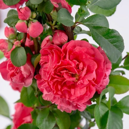 Саджанці Айви япоської (хеномелес) "Pink Storm"