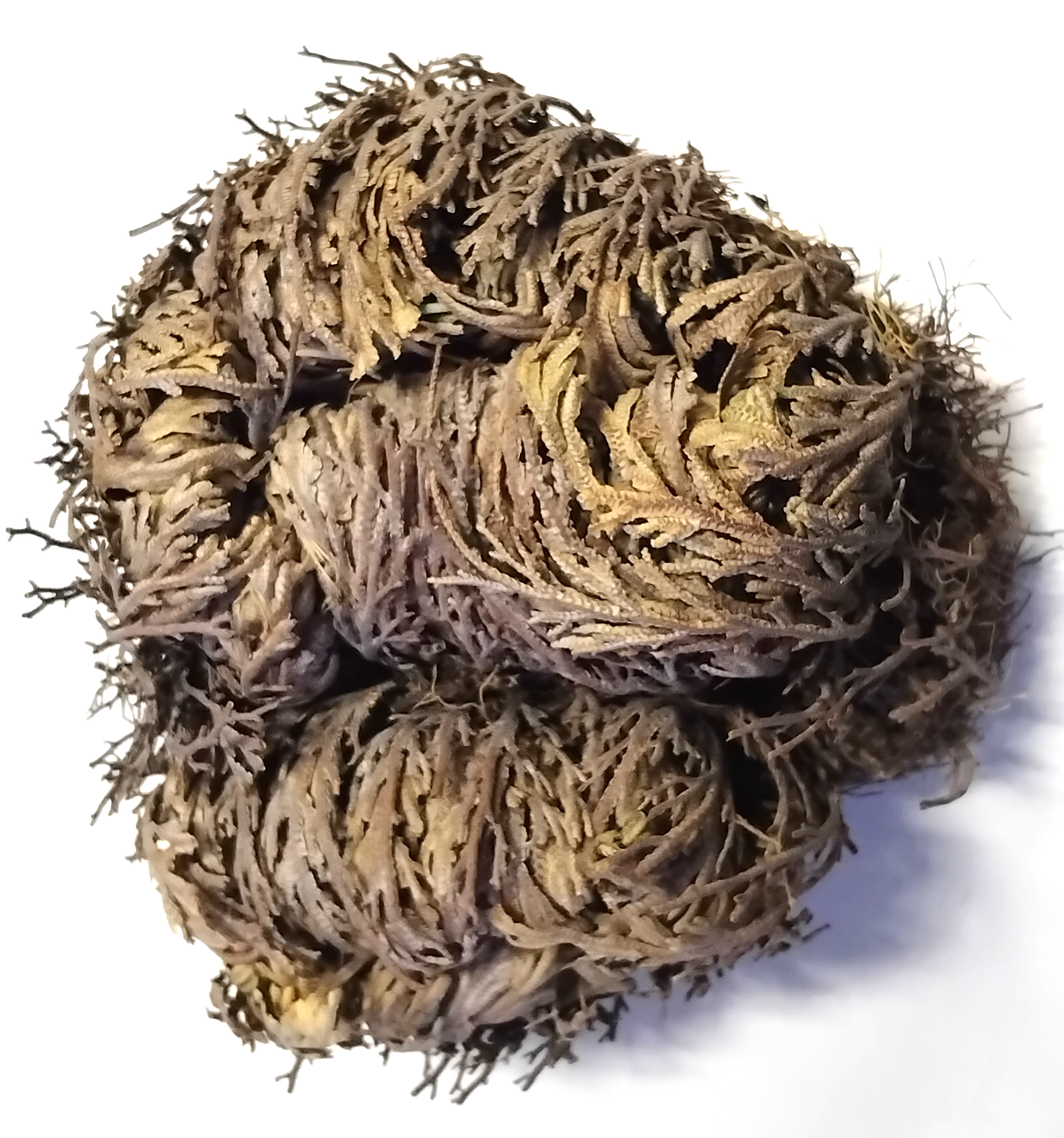 Троянда пустелі (Ієрихонська троянда) 4, фото 1