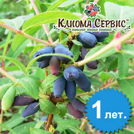 Саджанці жимолості сорт "Дует", 1 річні в контейнері Р9, фото 1