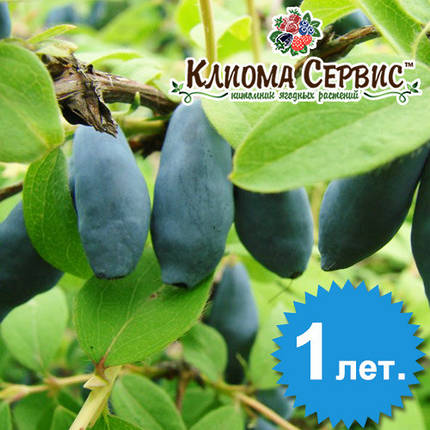Саджанці жимолості сорт Бакчарская, 1-річні Р9, фото 3