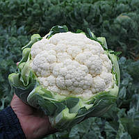 Фарго F1 ( 2500 нас.) насіння цвітної капусти Bejo
