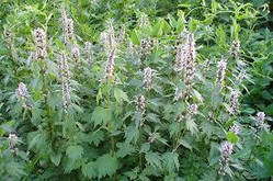 Пустирник, собача кропива,серцева трава (Leonurus cardiaca)(насіння 30 шт)