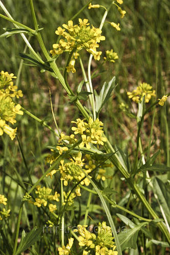 Сурепка обыкновенная трава (ID#32523081), цена: 75 ₴, купить на Prom.ua