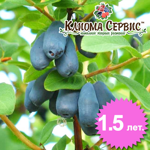 Саджанці жимолості "Карина", 1.5 річні (полуупакованные)