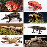 Розвиваючий набір міні фігурки Тварини джунглів і зоопарку (12 шт) від Toymany, фото 7