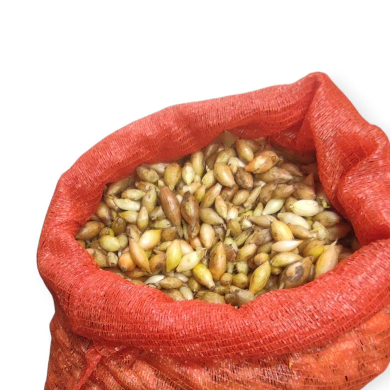 Цибуля сівок Сибір Broer B.V100г 10-21мм