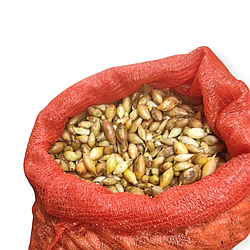 Цибуля сівок Сибір Broer B.V100г 10-21мм