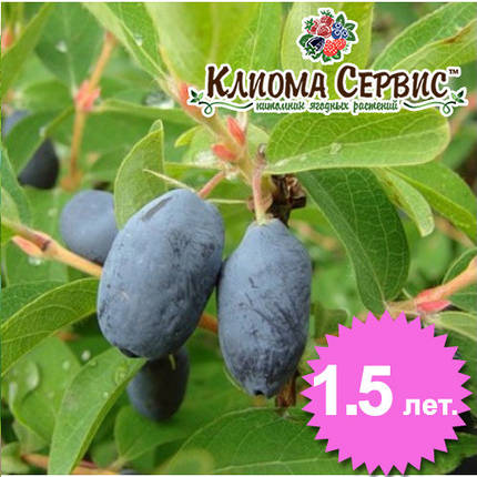 Жимолость сорт "Німфа", 1.5 річна (полуупакованные), фото 1