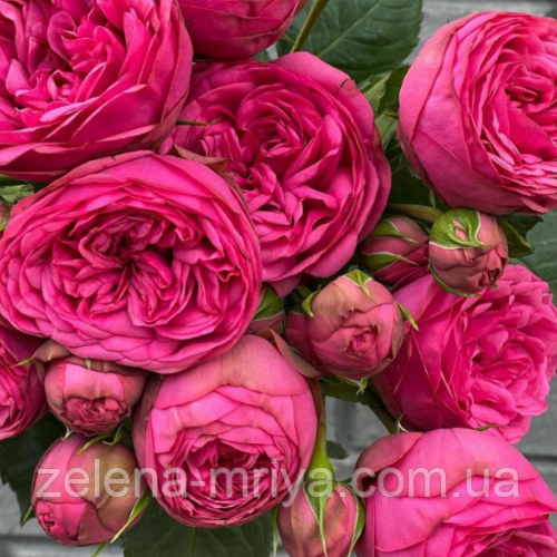 Троянда англійська "Пінк Піано", фото 1