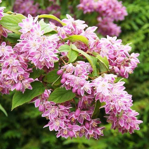 Саджанці дейції рожевої "Tourbillon Rouge", фото 1