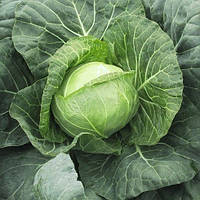Парел F1 (2500 нас.) насіння капусти б/к Bejo