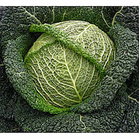 Віроса F1 (2500 нас.) насіння капусти савойської Bejo