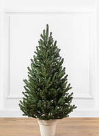 Ялинка лита "Віденська" в горщику зелена 1м
