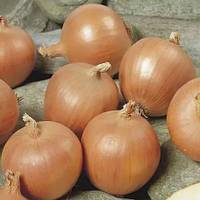 Тамара F1 (10 000 нас.) насіння цибулі ріпчастої Bejo