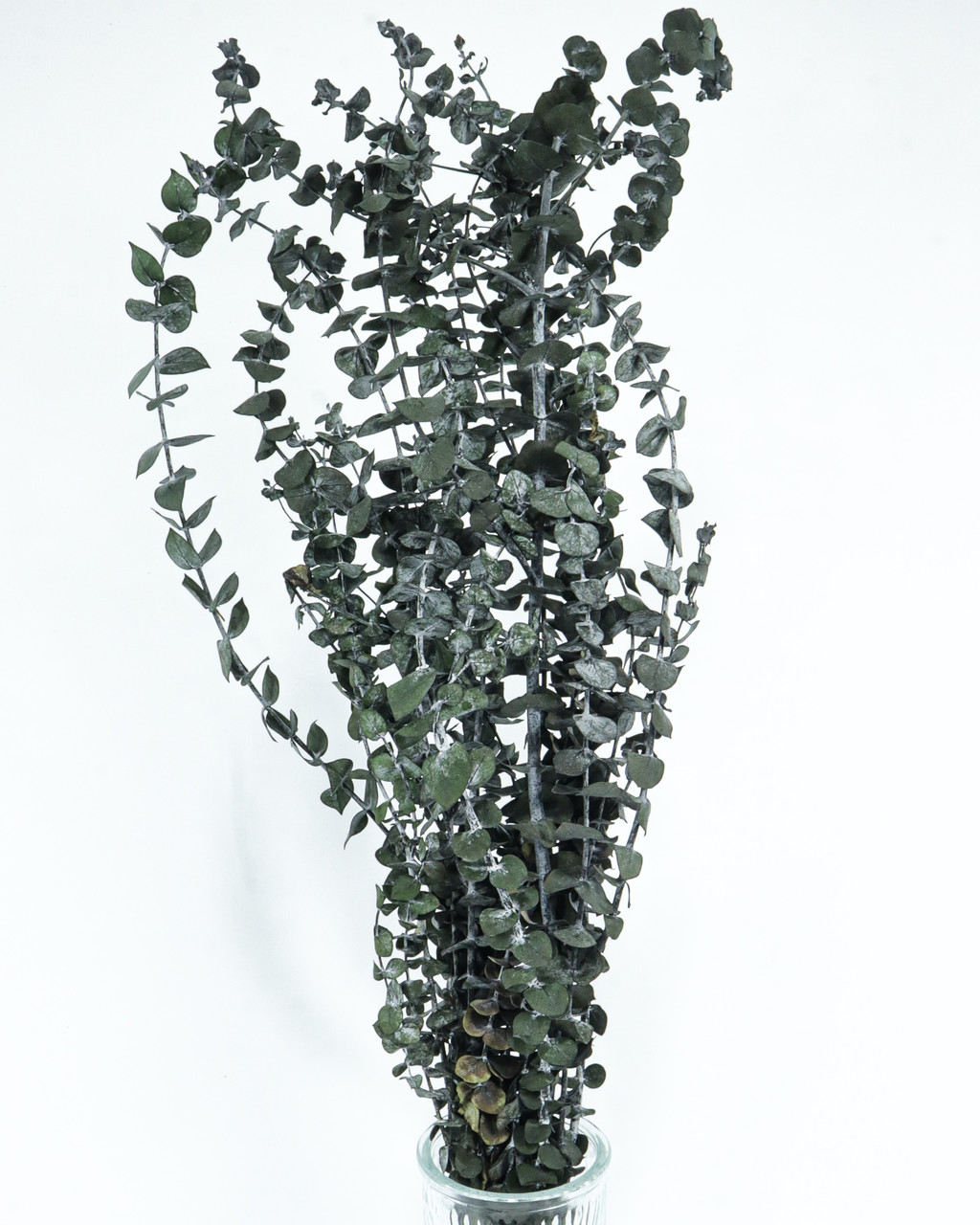 Стабілізований евкаліпт Бебі Блю Moss Nature