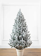 Ялинка лита "Віденська" в горщику ЗАСНІЖЕНА 1 м