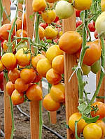 Насіння томату Золотий Кучер F1 10 насінин