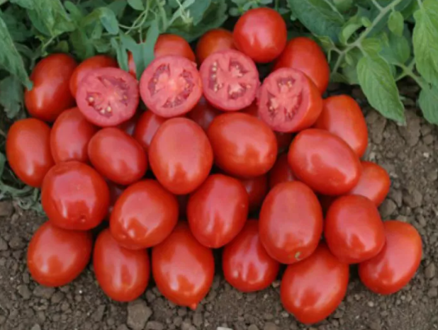 Насіння томат 3402 F1 Spark Seeds 100000