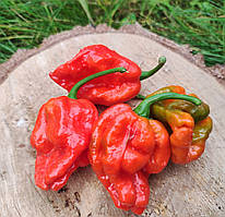 Насіння гострого перцю "Хабанеро червоний" (15 насінин)