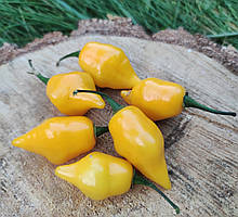 Насіння гострого перцю "Biquinho Yellow" (15 насінин)