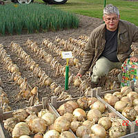 Ексібішен (10 000 нас.) насіння цибулі ріпчастої Bejo