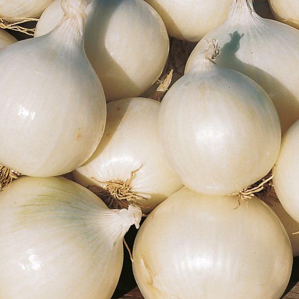 Гледстоун (10 000 нас.) насіння цибулі ріпчастої Bejo, фото 1