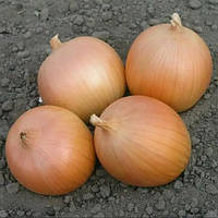 Дайтона F1 (10 000 нас.) насіння цибулі ріпчастої Bejo