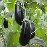 Баклажан Шеріл F1 Rijk Zwaan 100 нас, фото 2