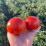 Томат Лінда F1 SAKATA 1000 нас, фото 2