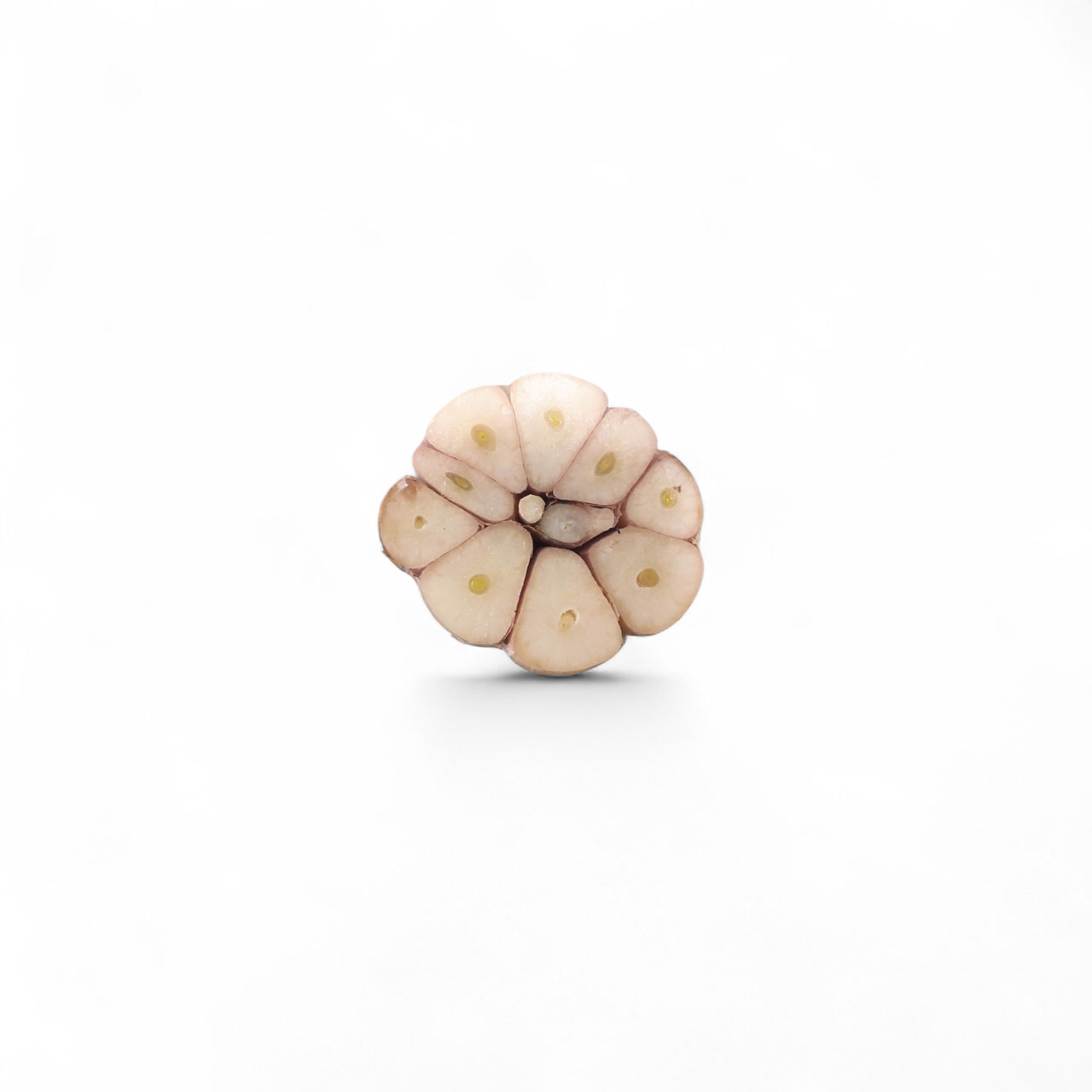 Насінневий матеріал часник  сорт Козак  100г