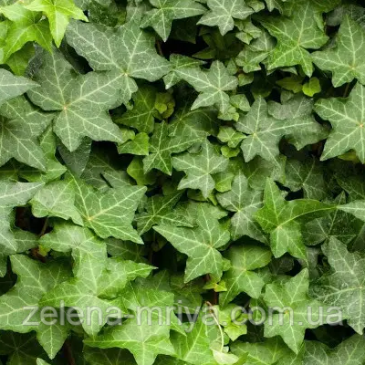 Плющ звичайний Зимуючий (саджанець 100см.) С5, фото 1