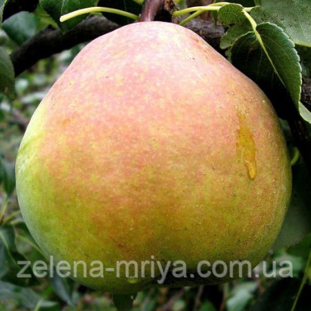 Груша Кучерянка (зимовий сорт), фото 1