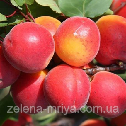 Абрикос "Харкот" (середнього терміну дозрівання), фото 1