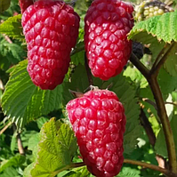 Малина Носоріг