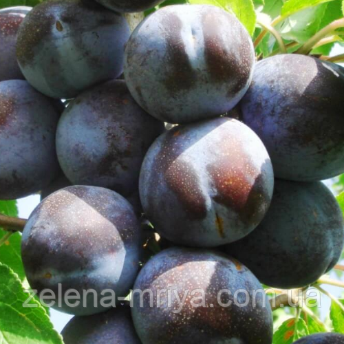 Слива Президент (пізнього терміну), фото 1