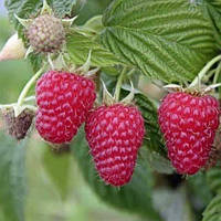 Малина Полка