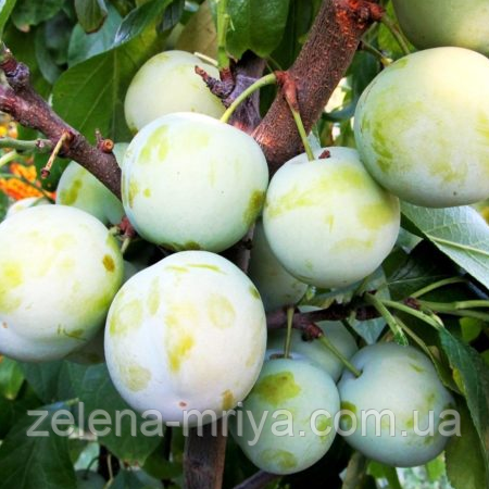 Слива "Ренклод де Бове" (пізнього терміну), фото 1