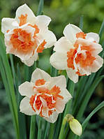 Нарцис 2шт Replete (Реплете)