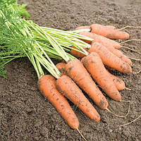 Каріні (500 г) насіння моркви Bejo
